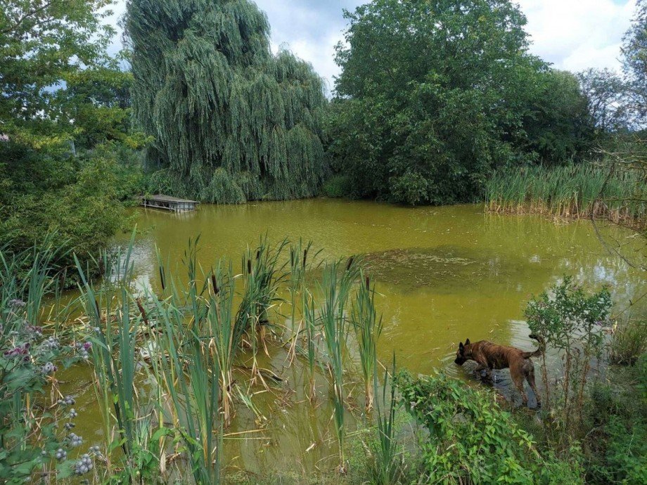 Teich Zweifamilienhaus Wiesenaue