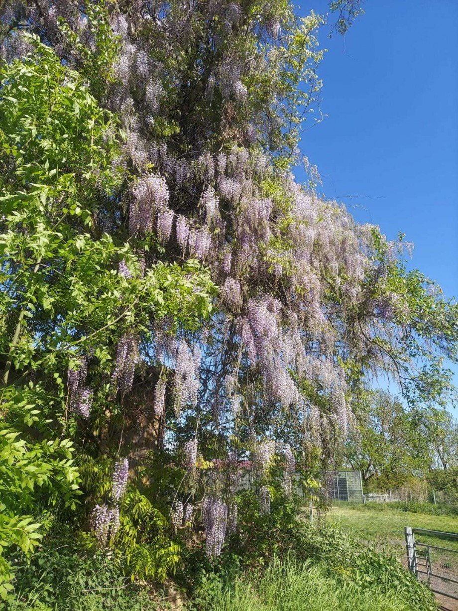 Baum Zweifamilienhaus Wiesenaue